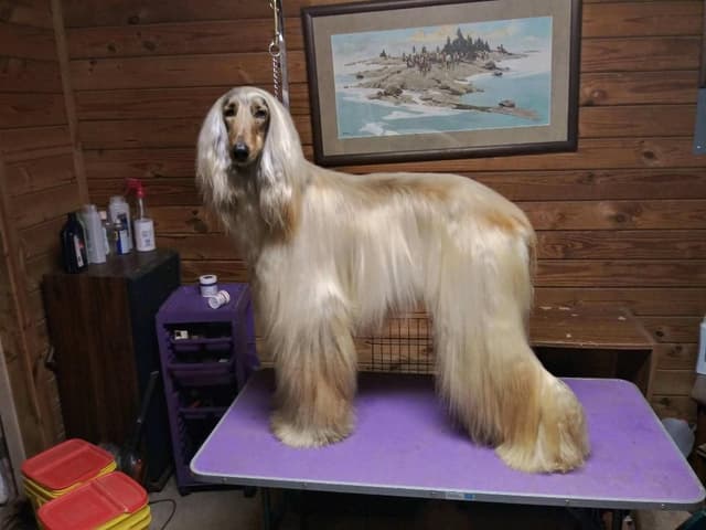 Afghan Hound Puppies media 7