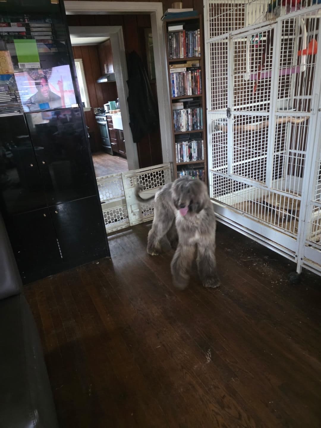 Afghan Hound Puppies breeder image 17