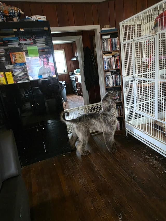 Afghan Hound Puppies media 11