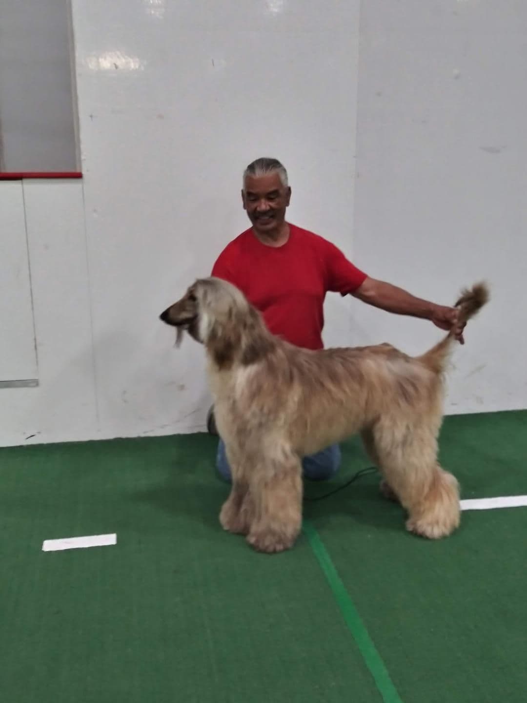Afghan Hound Puppies breeder image 20