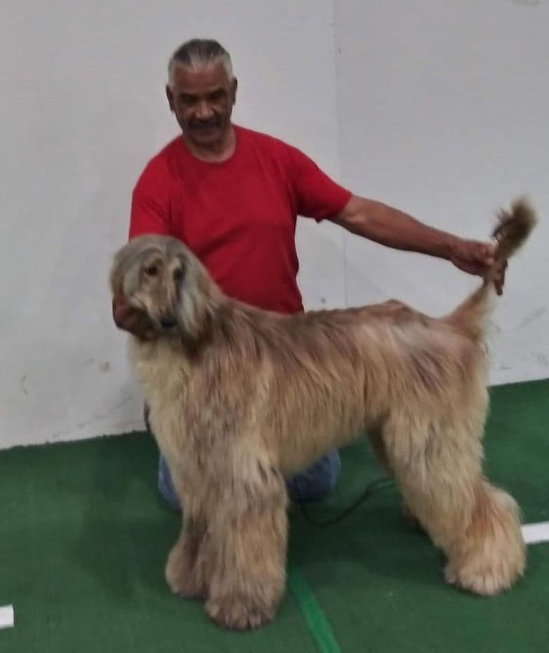 Afghan Hound Puppies breeder image 19