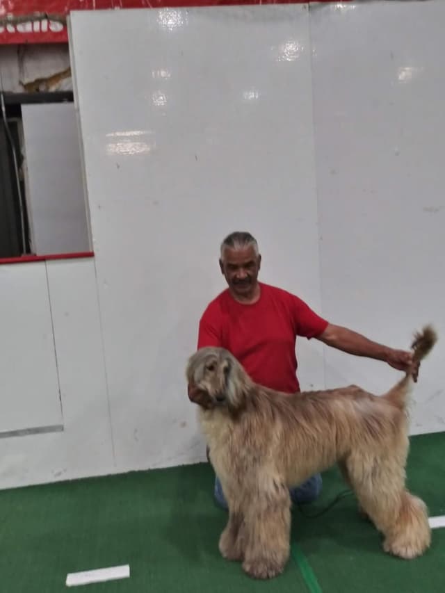 Afghan Hound Puppies media 12