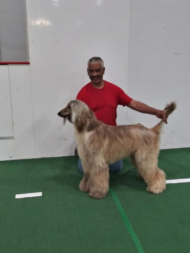 Afghan Hound Puppies media 13