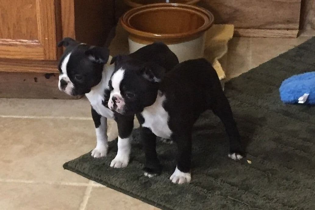 Boston Terrier Puppies breeder image 1