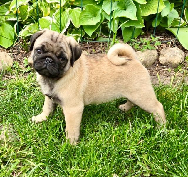 Pug Puppies media 2