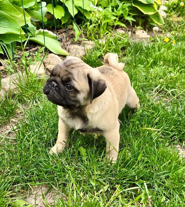 Pug Puppies media 4