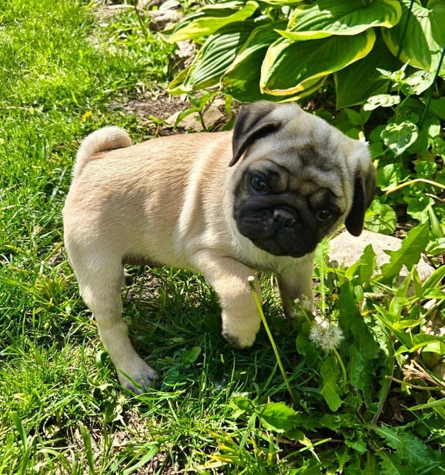 Pug Puppies media 5