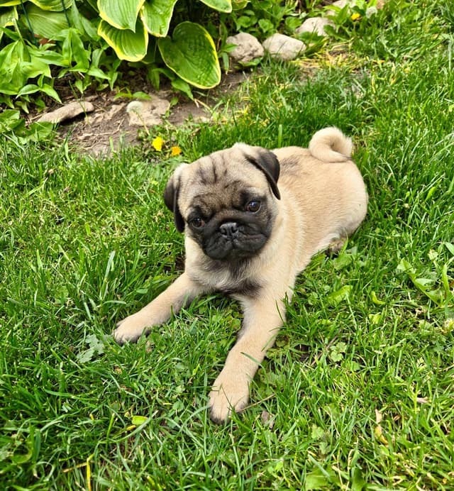 Pug Puppies media 6