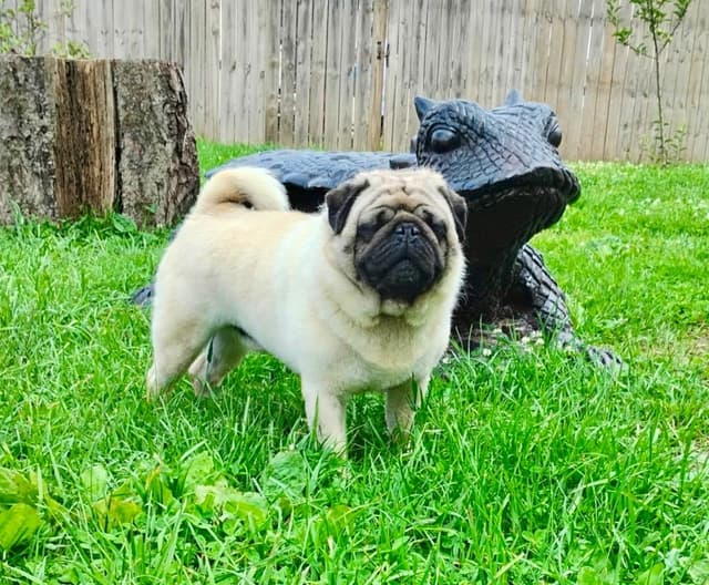 Pug Puppies media 8