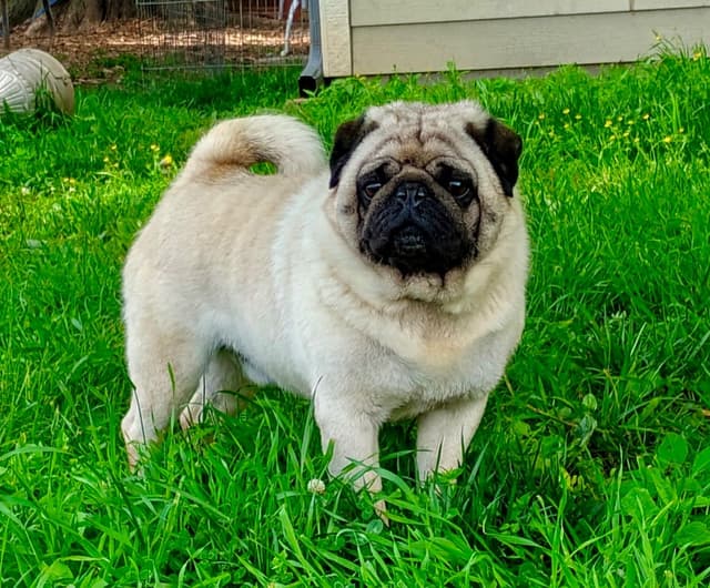 Pug Puppies media 9
