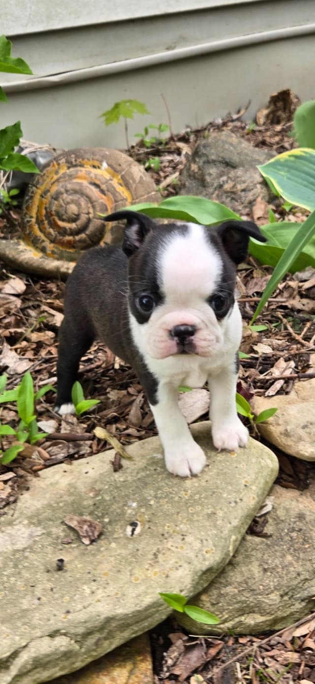 Boston Terrier Puppies media 2