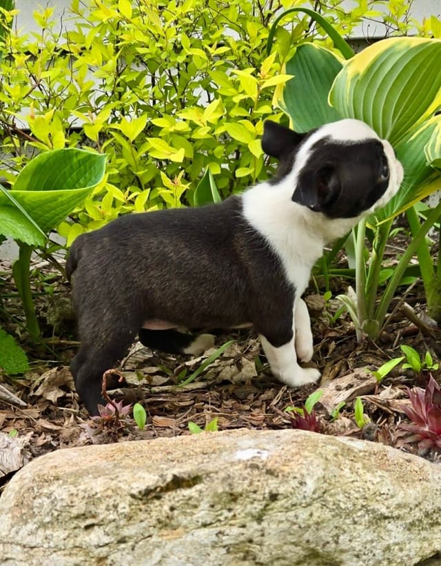 Boston Terrier Puppies media 5