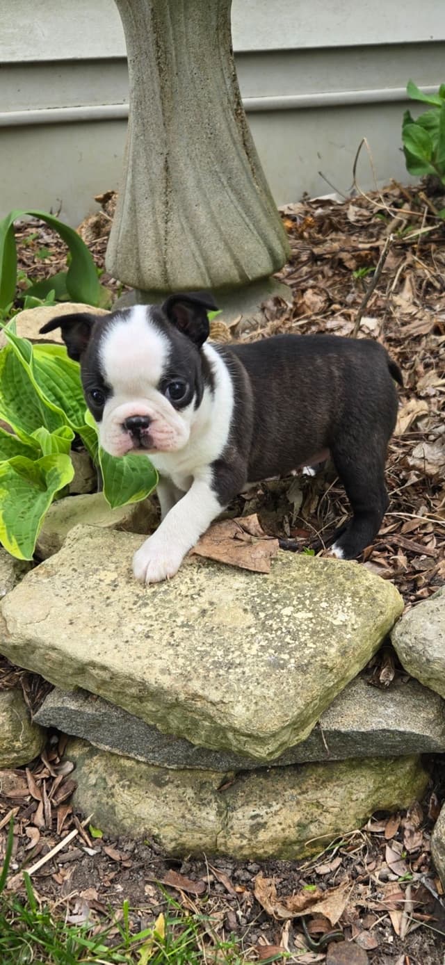 Boston Terrier Puppies media 6