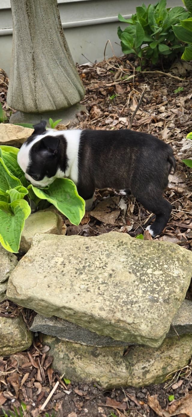 Boston Terrier Puppies media 7