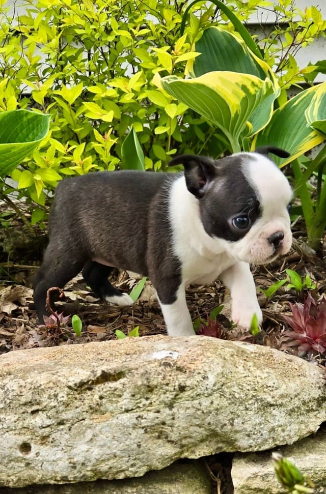 Boston Terrier Puppies media 8