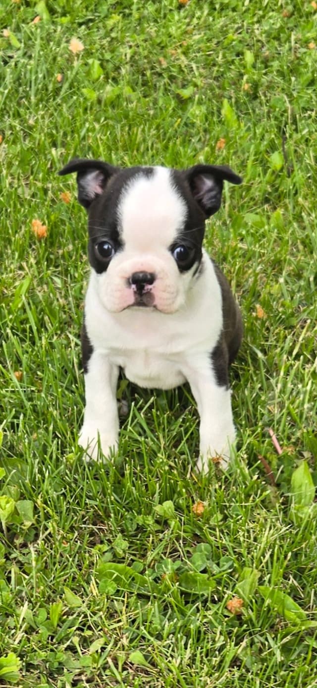 Boston Terrier Puppies media 9
