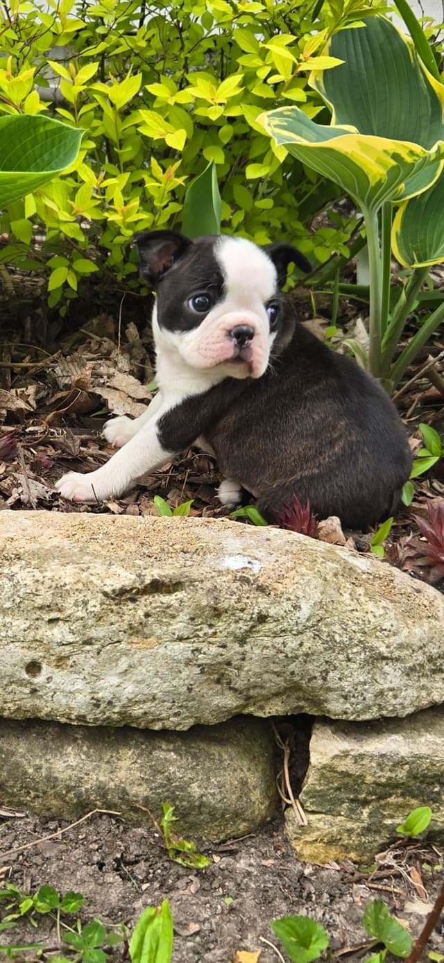 Boston Terrier Puppies media 11