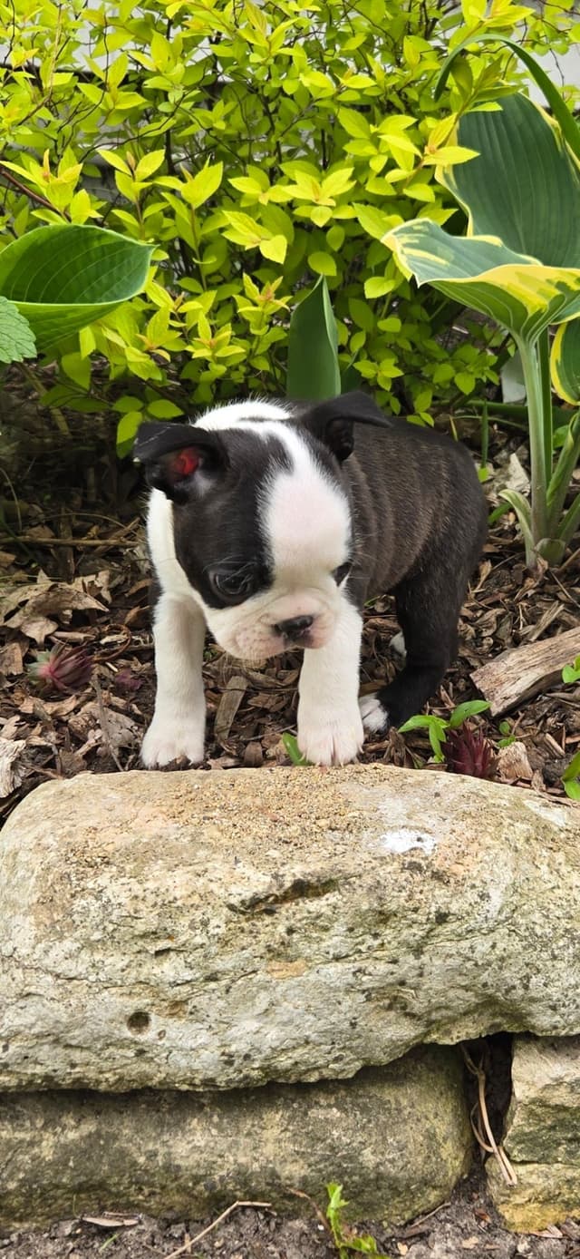 Boston Terrier Puppies media 12