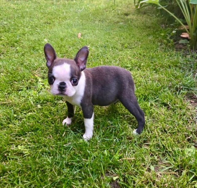 Boston Terrier Puppies media 3