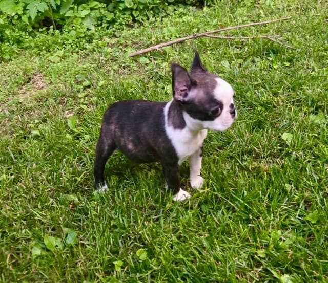Boston Terrier Puppies media 4
