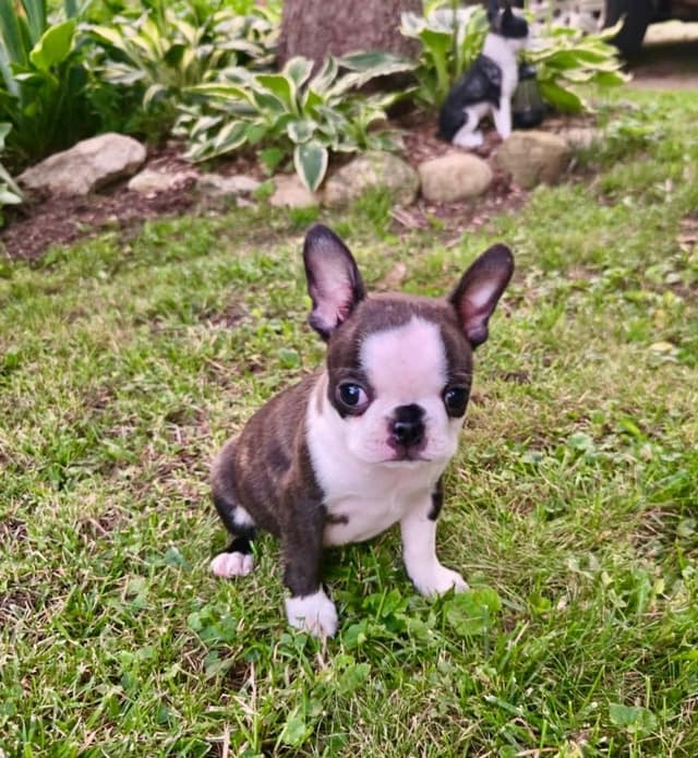 Boston Terrier Puppies media 7