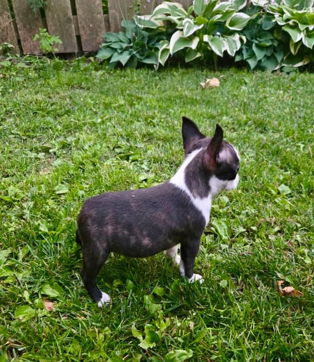 Boston Terrier Puppies media 8