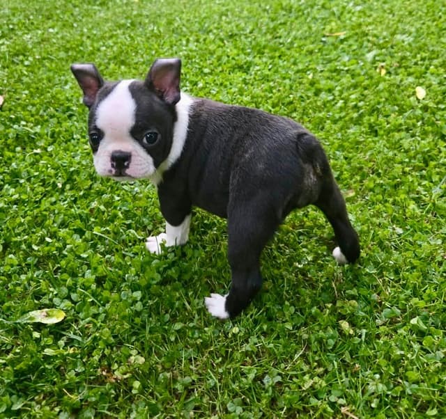 Boston Terrier Puppies media 9
