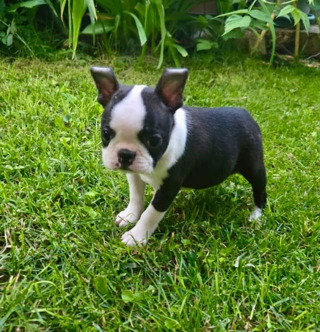 Boston Terrier Puppies media 10