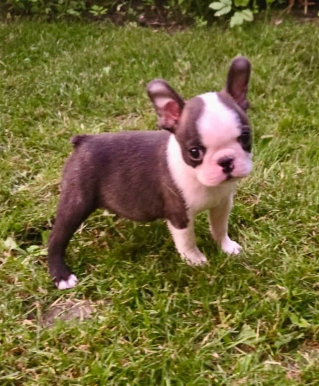 Boston Terrier Puppies media 14