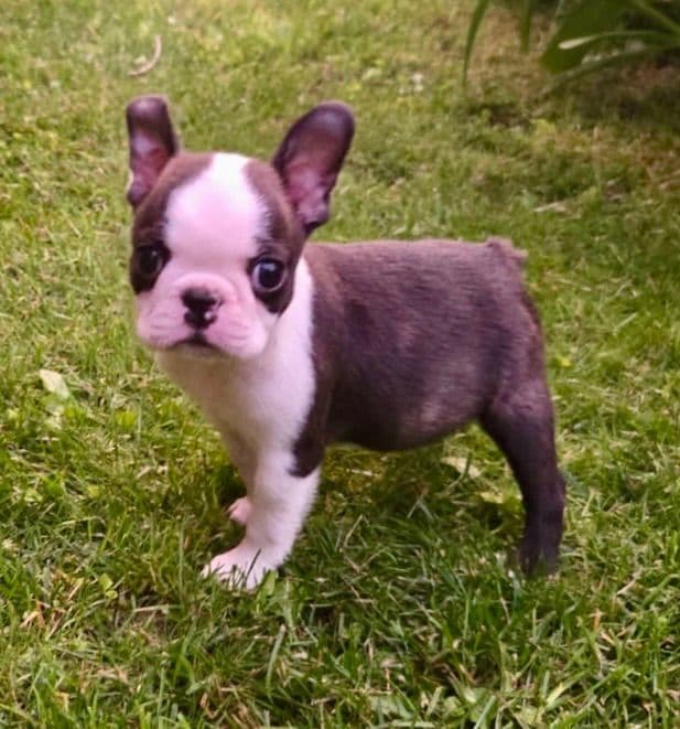 Boston Terrier Puppies media 15
