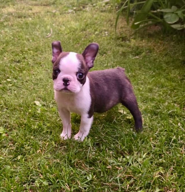 Boston Terrier Puppies media 16