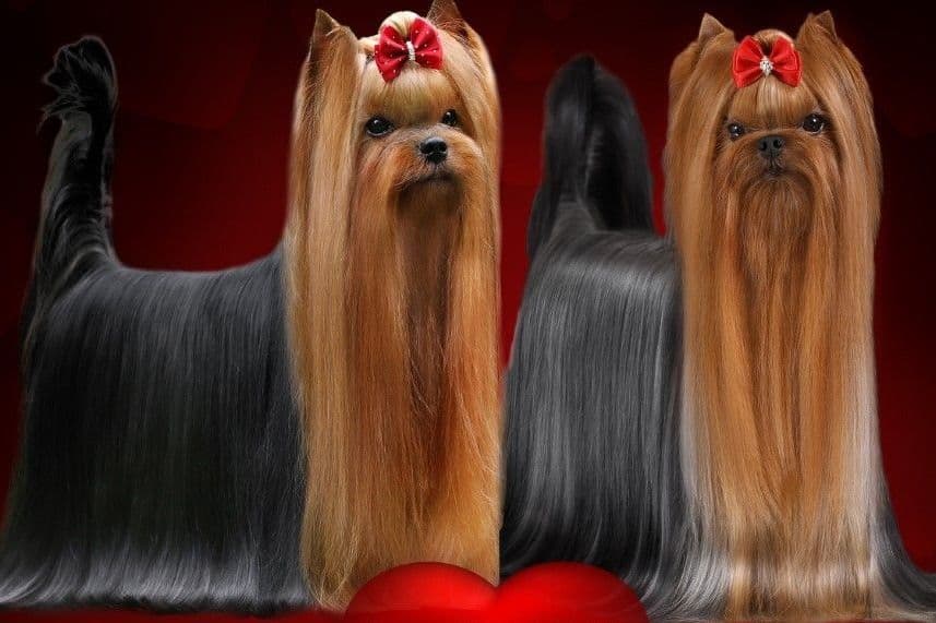 White Pomeranian breeder image 1