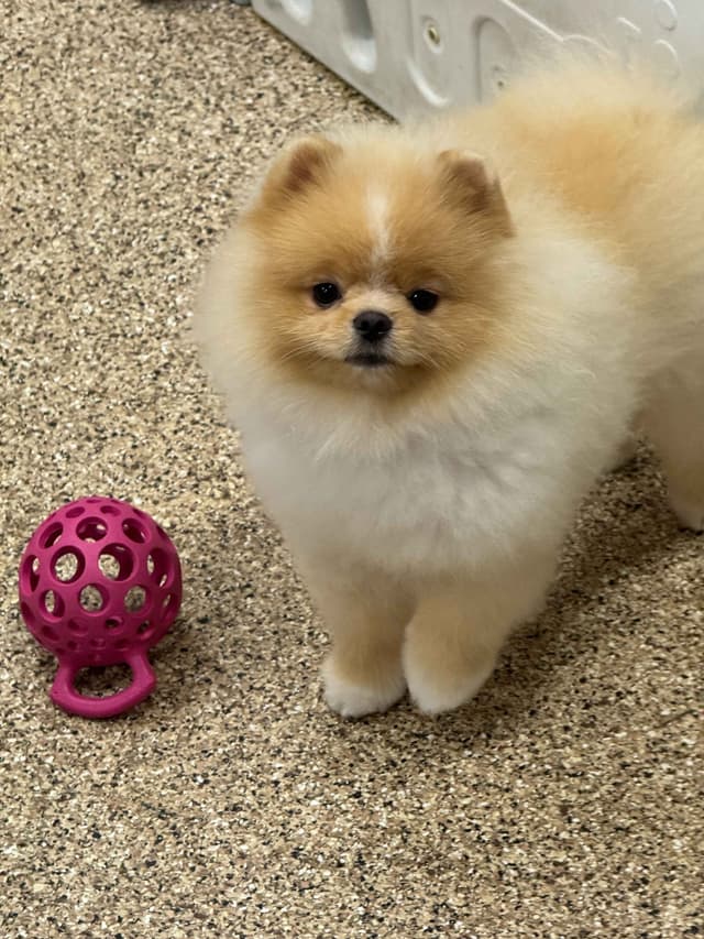 Pomeranian Puppies media 4