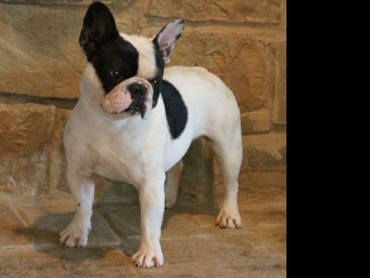 French Bulldog Puppies - Champion Sire breeder image 5