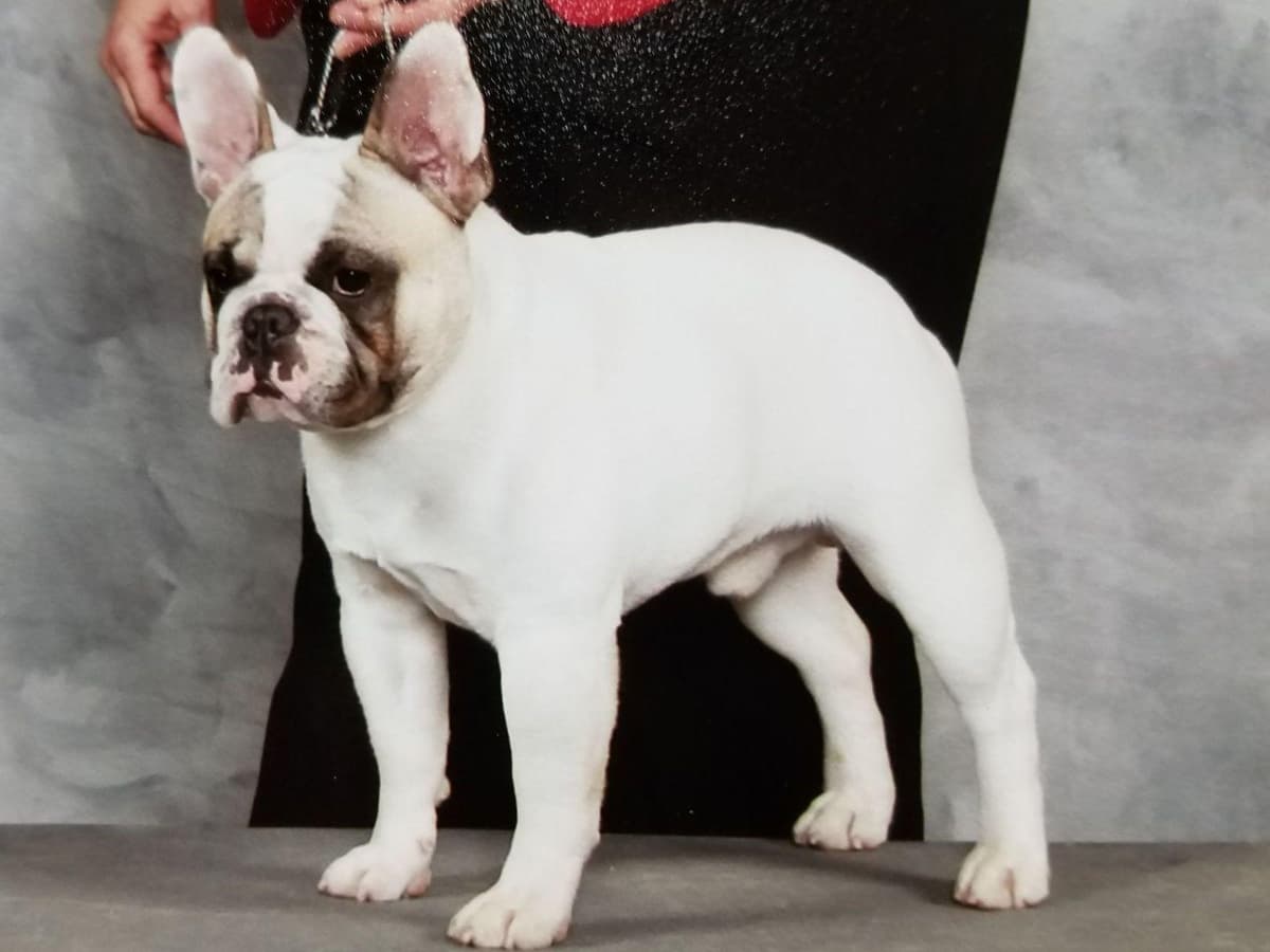French Bulldog Puppies - Champion Sire breeder image 4