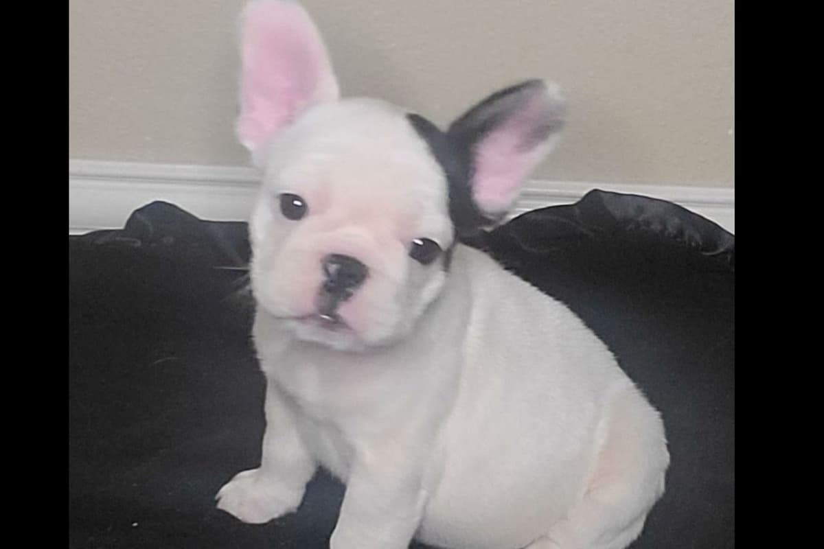 French Bulldog Puppies - Champion Sire breeder image 7