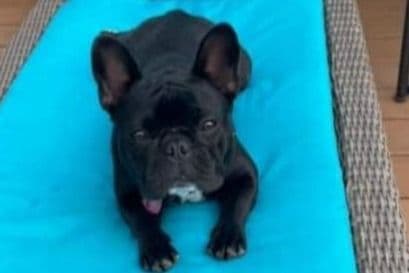 French Bulldog Puppies - Champion Sire breeder image 10