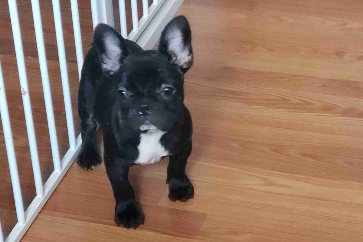 French Bulldog Puppies - Champion Sire breeder image 8