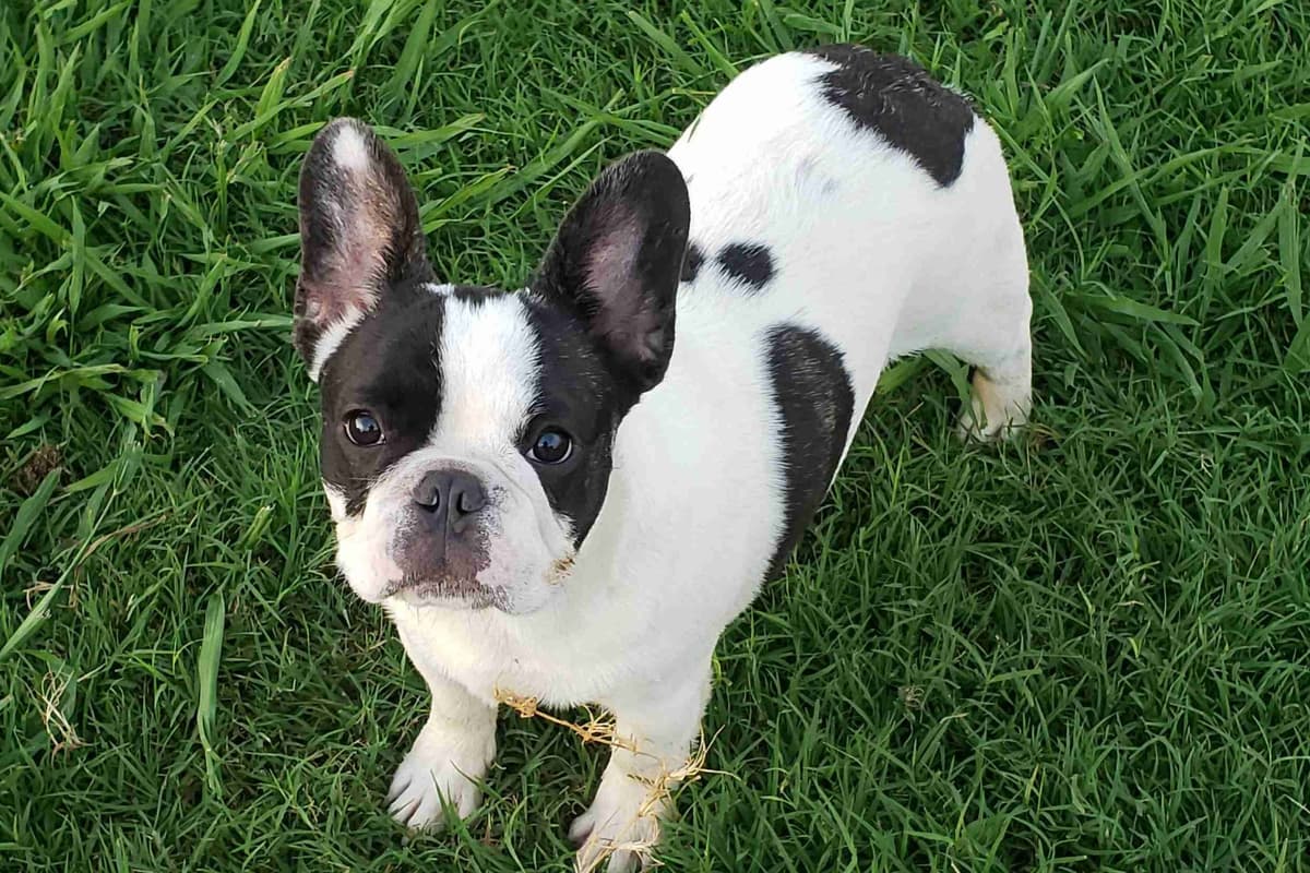 French Bulldog Puppies - Champion Sire breeder image 9
