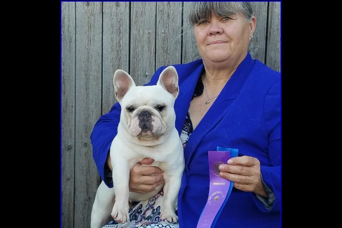 French Bulldog Puppies - Champion Sire breeder image 1