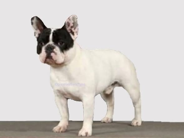 French Bulldog Puppies - Champion Sire media 3