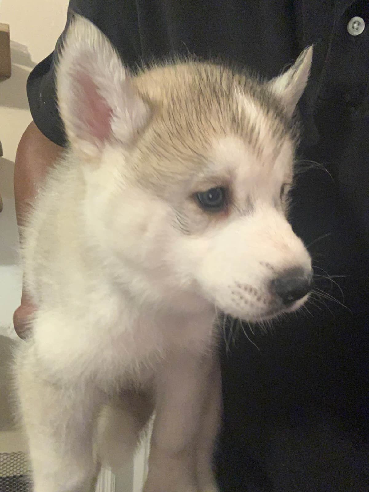 Siberian Husky Puppies breeder image 1