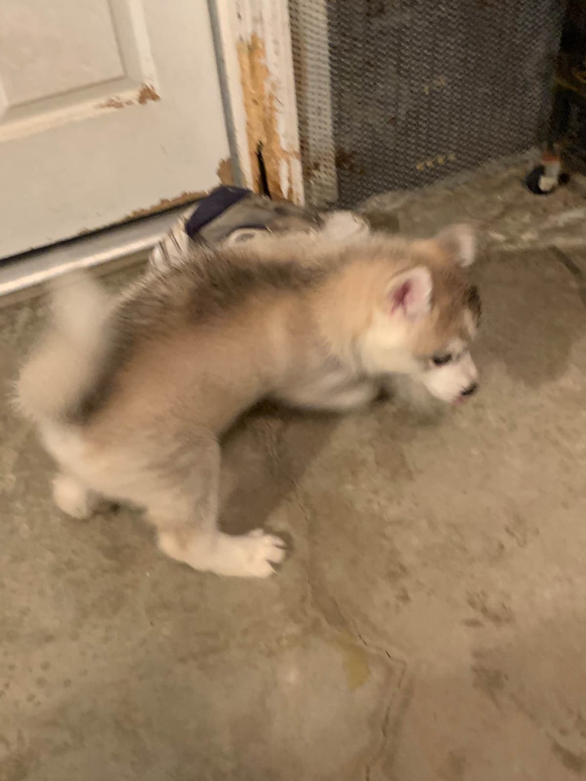 Siberian Husky Puppies breeder image 4
