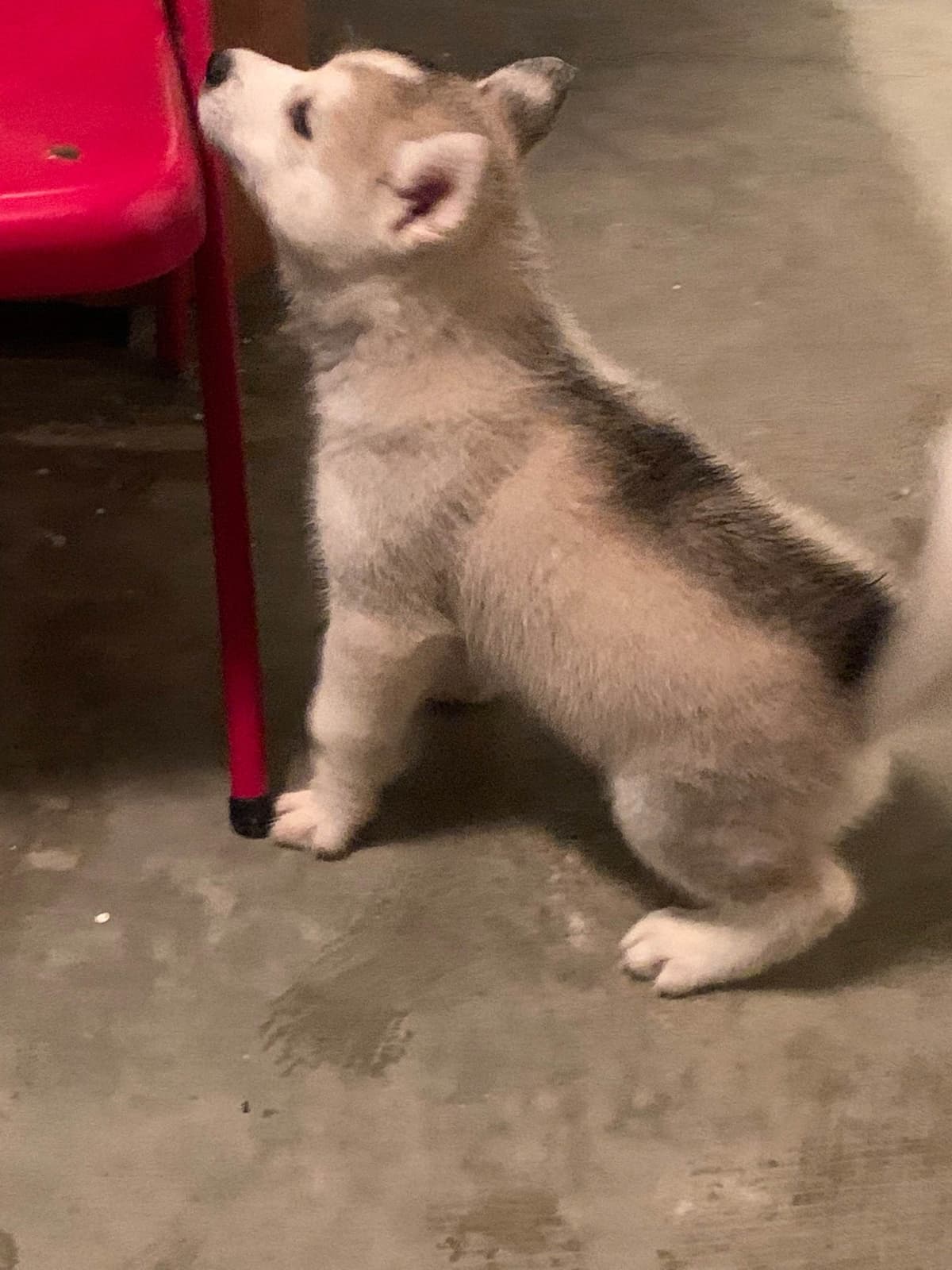 Siberian Husky Puppies breeder image 5