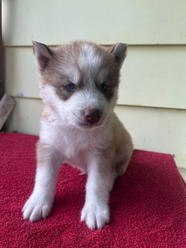Siberian Husky Puppies media 2