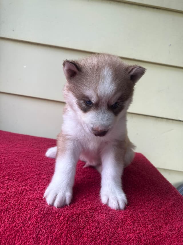 Siberian Husky Puppies media 3