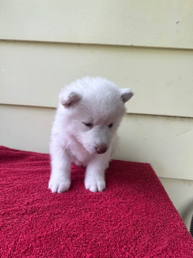 Siberian Husky Puppies media 4