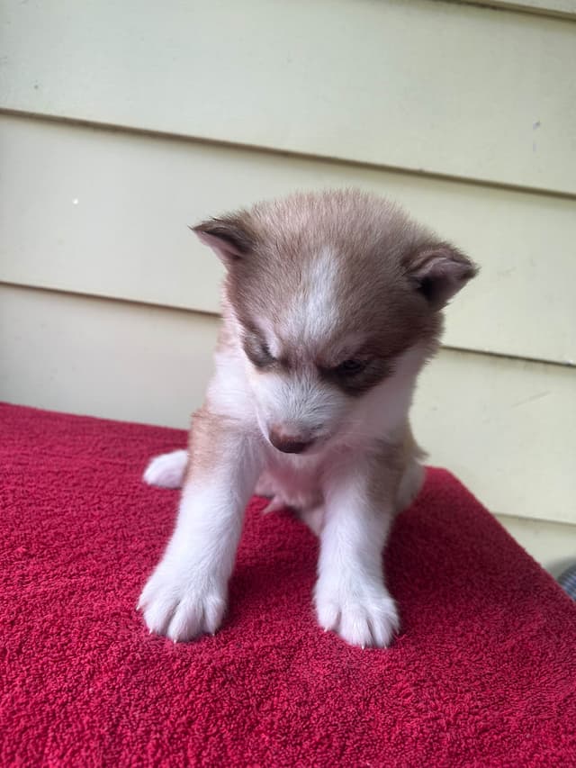 Siberian Husky Puppies media 5