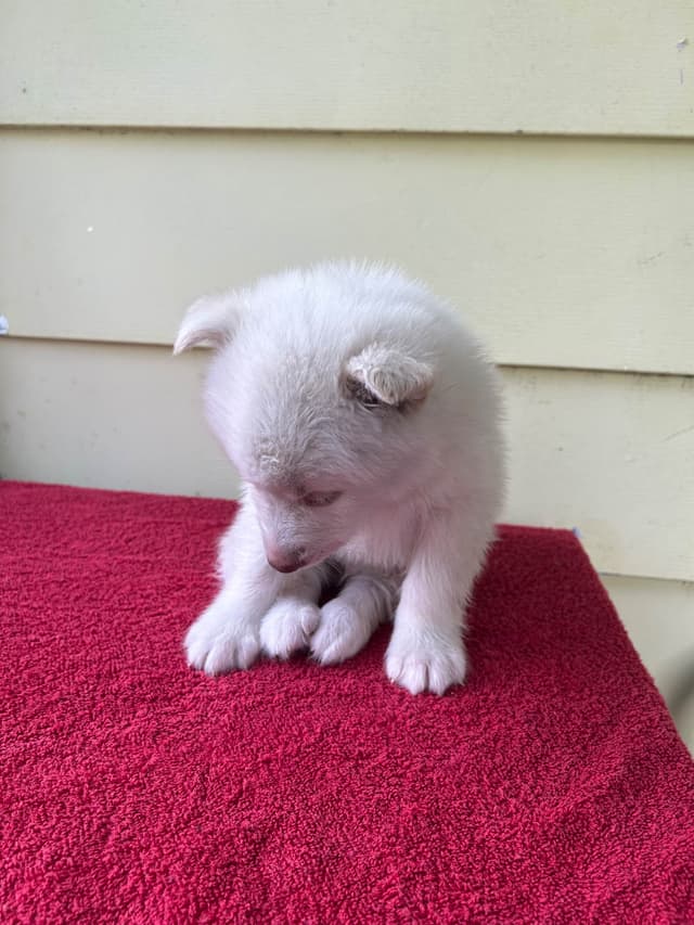 Siberian Husky Puppies media 7