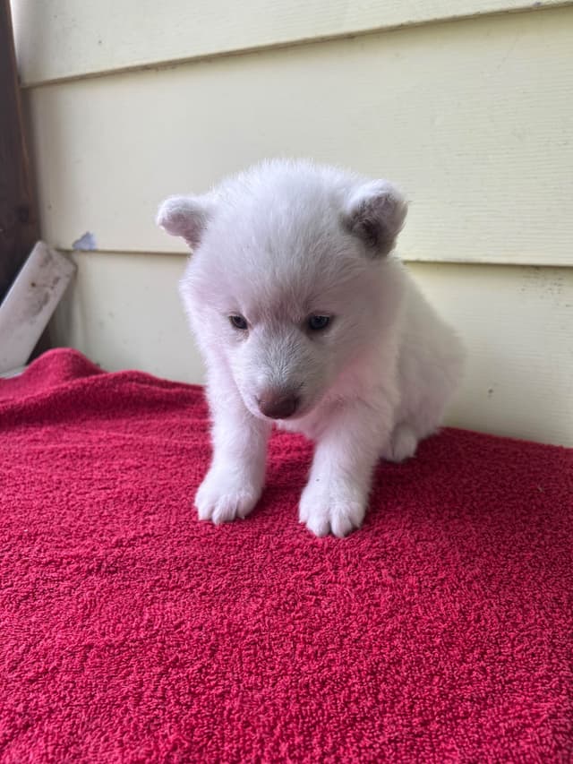 Siberian Husky Puppies media 6